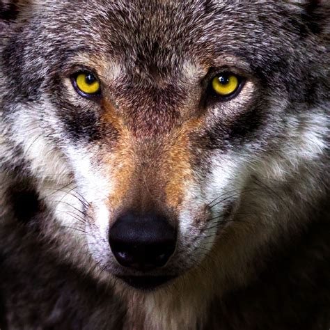 Free for commercial use High Quality Images. . Wolf images free